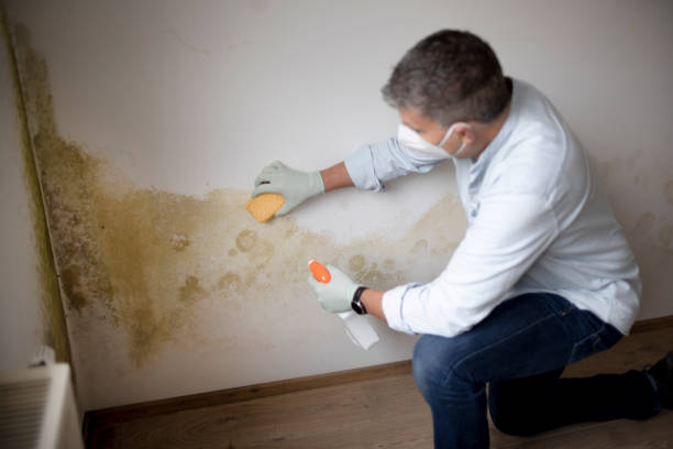 Forensic Mold Investigation in Queen Anne, MD