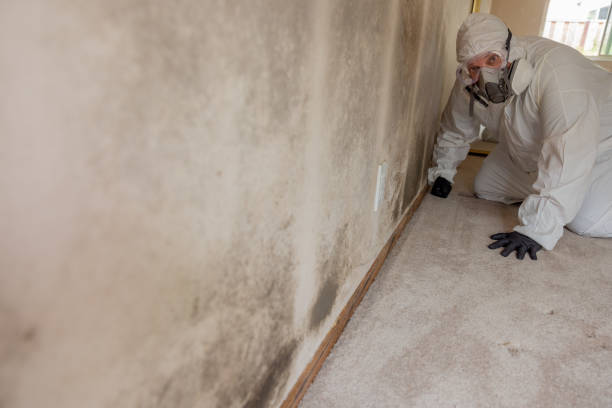 Professional Mold Removal in Queen Anne, MD